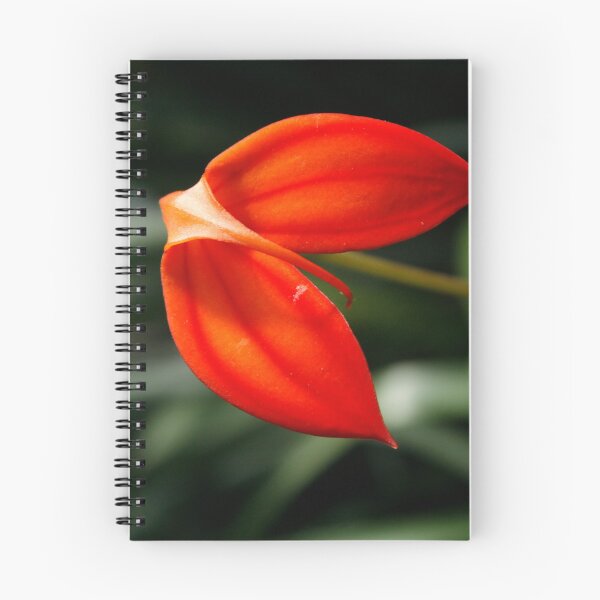Item preview, Orange petals designed and sold by AmbarVioletArt.