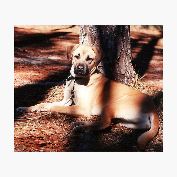 Artikelvorschau, Diesel the Rhodesian Ridgeback entworfen und verkauft von Blaze66.