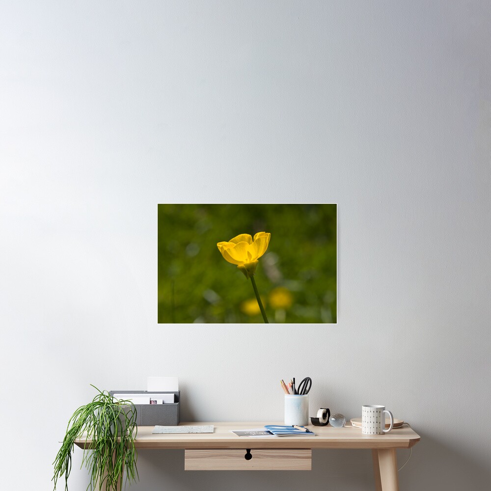 Bulbous Buttercup (Ranunculus bulbosus) Poster