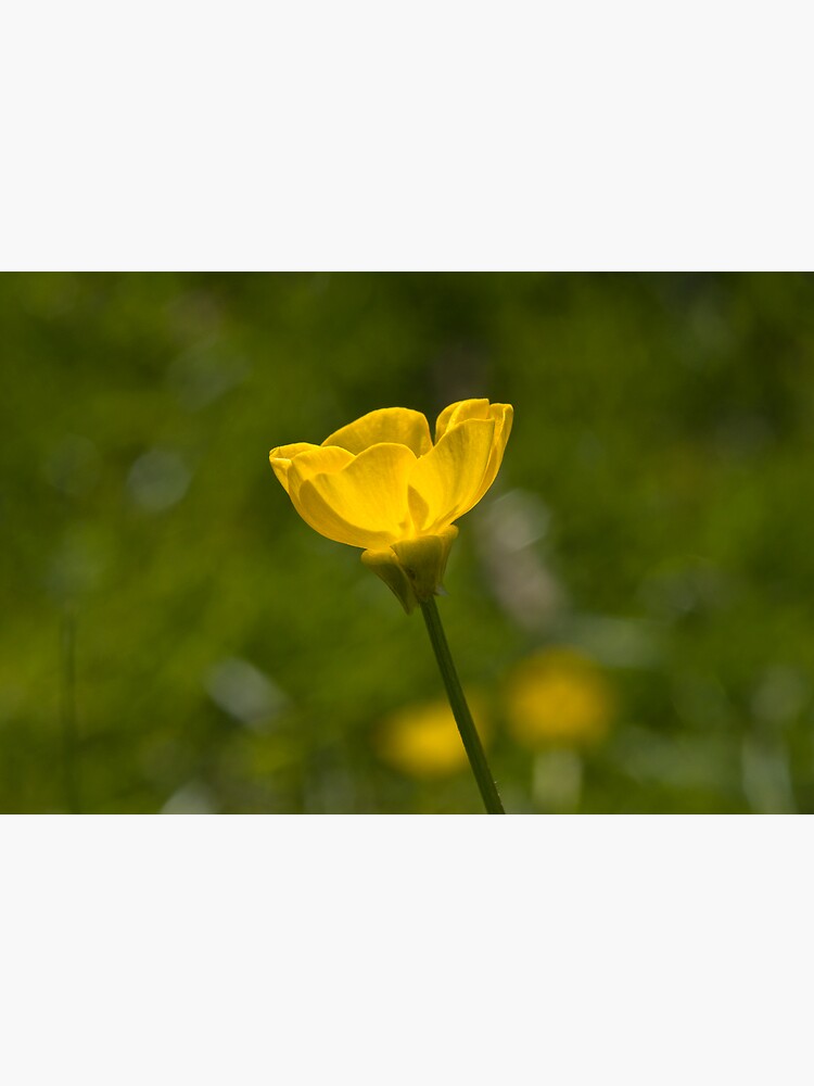 Bulbous Buttercup (Ranunculus bulbosus) by SteveChilton