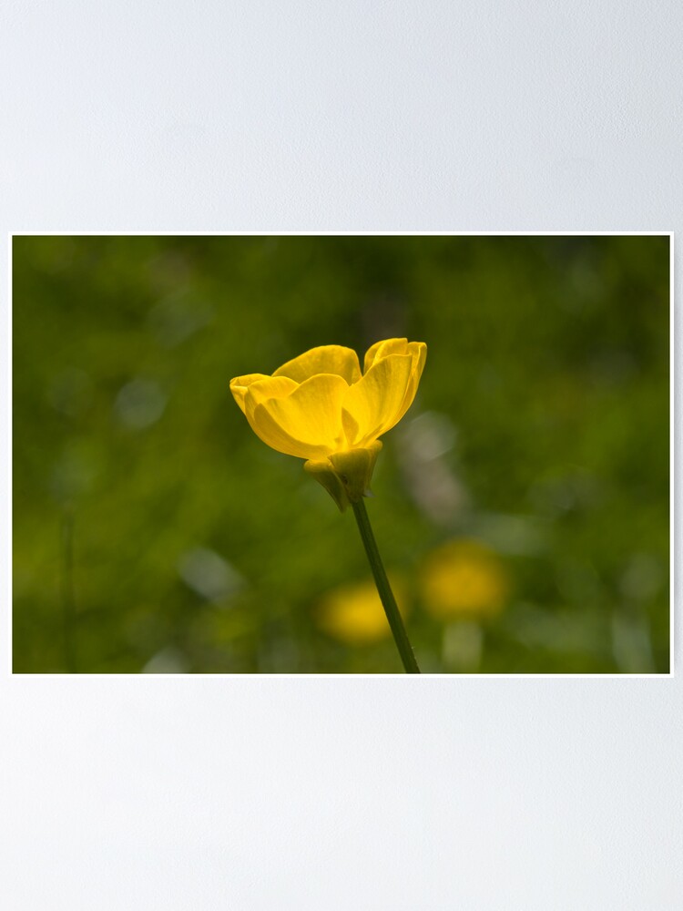 Alternate view of Bulbous Buttercup (Ranunculus bulbosus) Poster