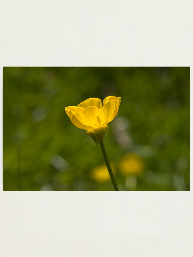 Alternate view of Bulbous Buttercup (Ranunculus bulbosus) Photographic Print