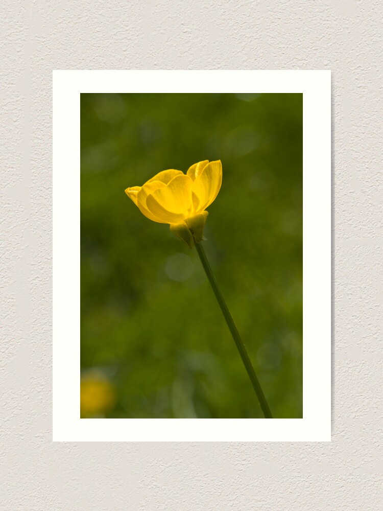 Alternate view of Bulbous Buttercup (Ranunculus bulbosus) Art Print