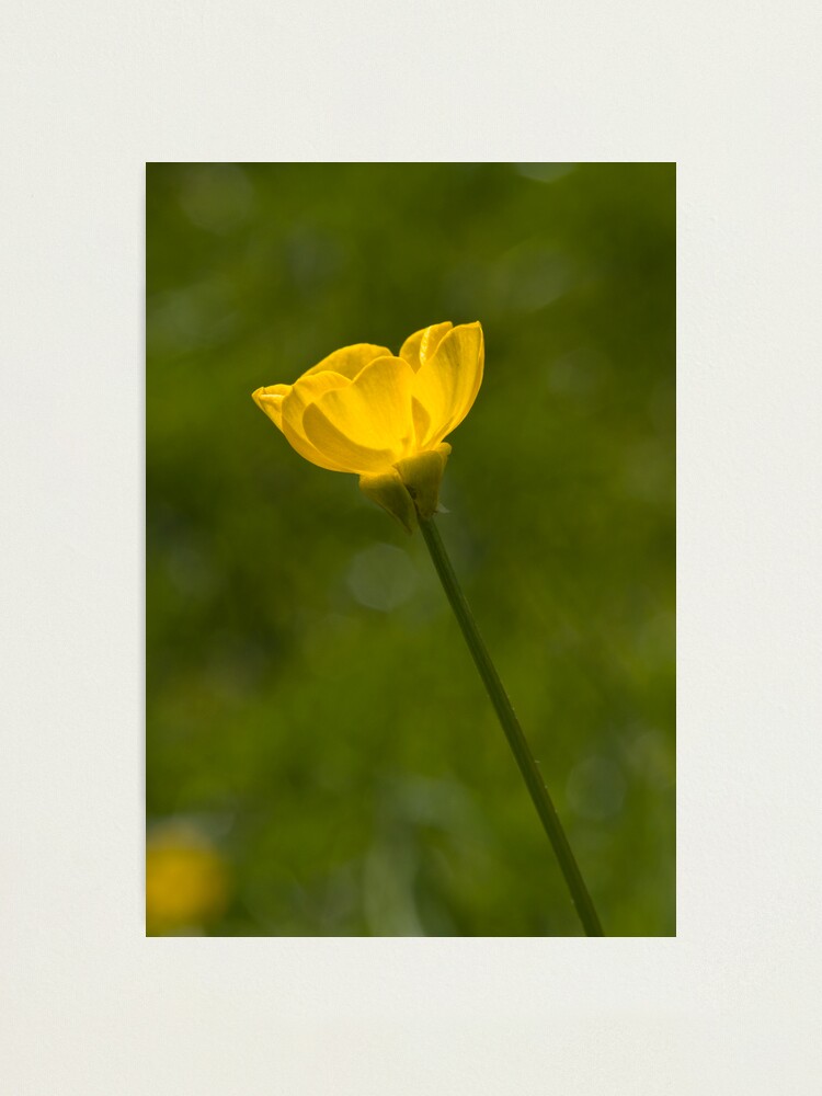 Alternate view of Bulbous Buttercup (Ranunculus bulbosus) Photographic Print