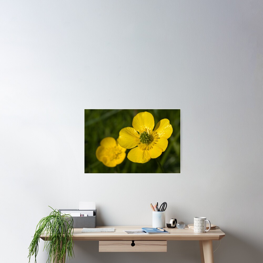 Bulbous Buttercup (Ranunculus bulbosus) Poster