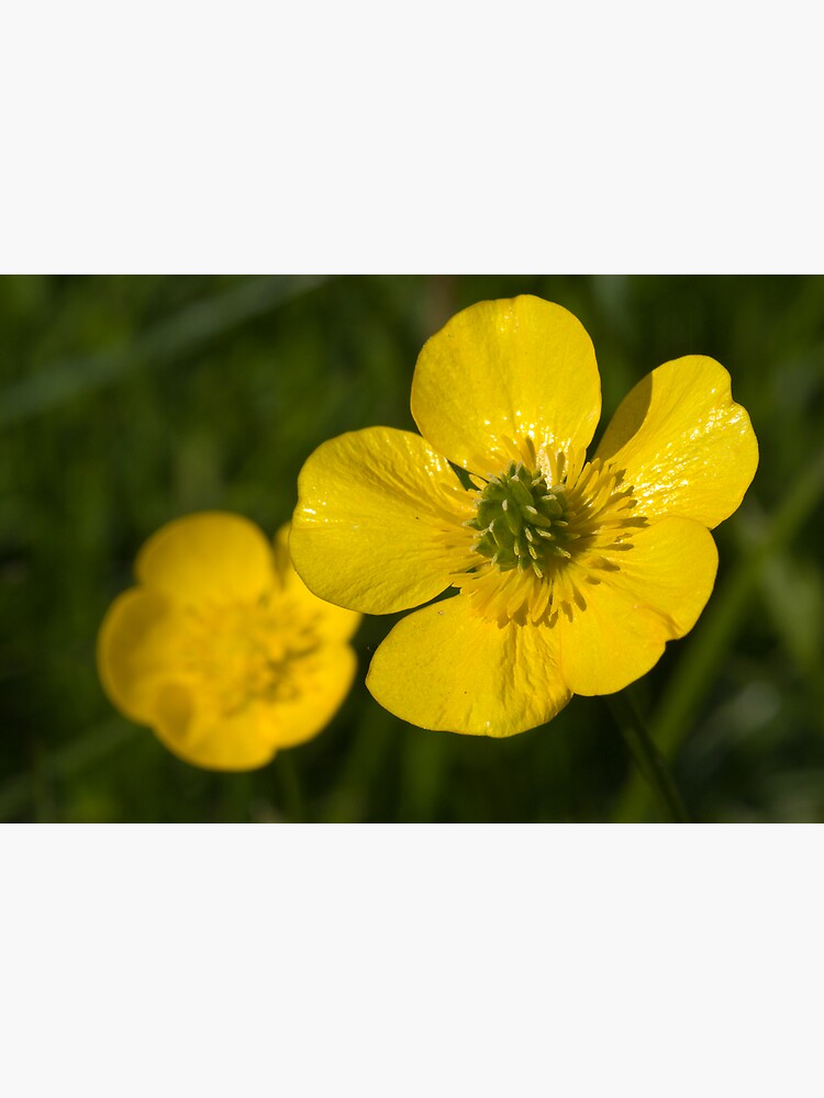 Bulbous Buttercup (Ranunculus bulbosus) by SteveChilton