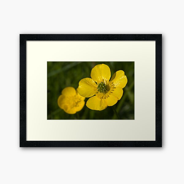 Bulbous Buttercup (Ranunculus bulbosus) Framed Art Print