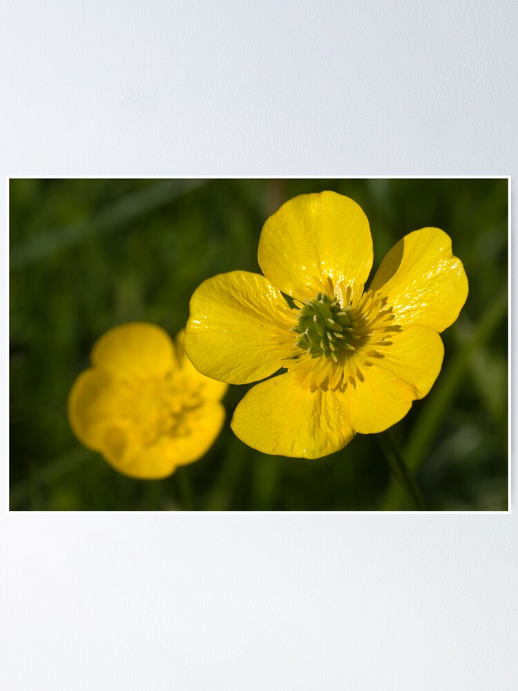 Alternate view of Bulbous Buttercup (Ranunculus bulbosus) Poster