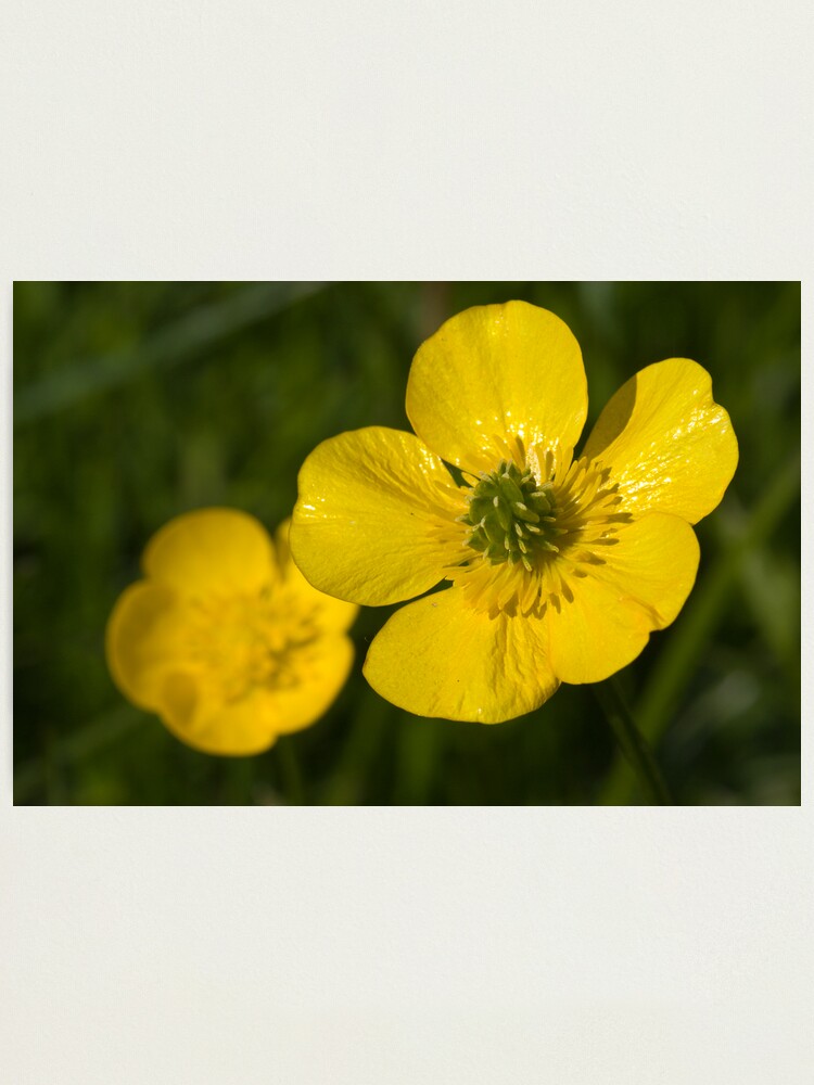 Alternate view of Bulbous Buttercup (Ranunculus bulbosus) Photographic Print