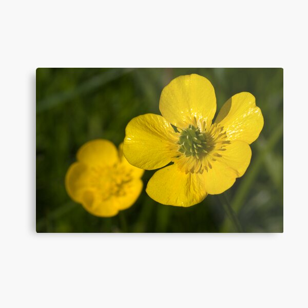 Bulbous Buttercup (Ranunculus bulbosus) Metal Print