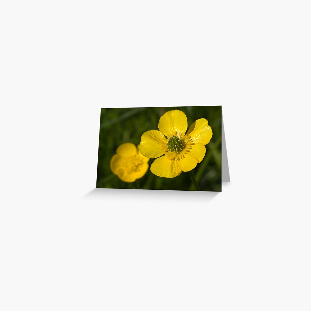 Bulbous Buttercup (Ranunculus bulbosus) Greeting Card