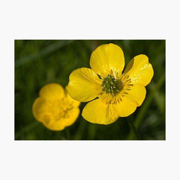 Bulbous Buttercup (Ranunculus bulbosus) Photographic Print