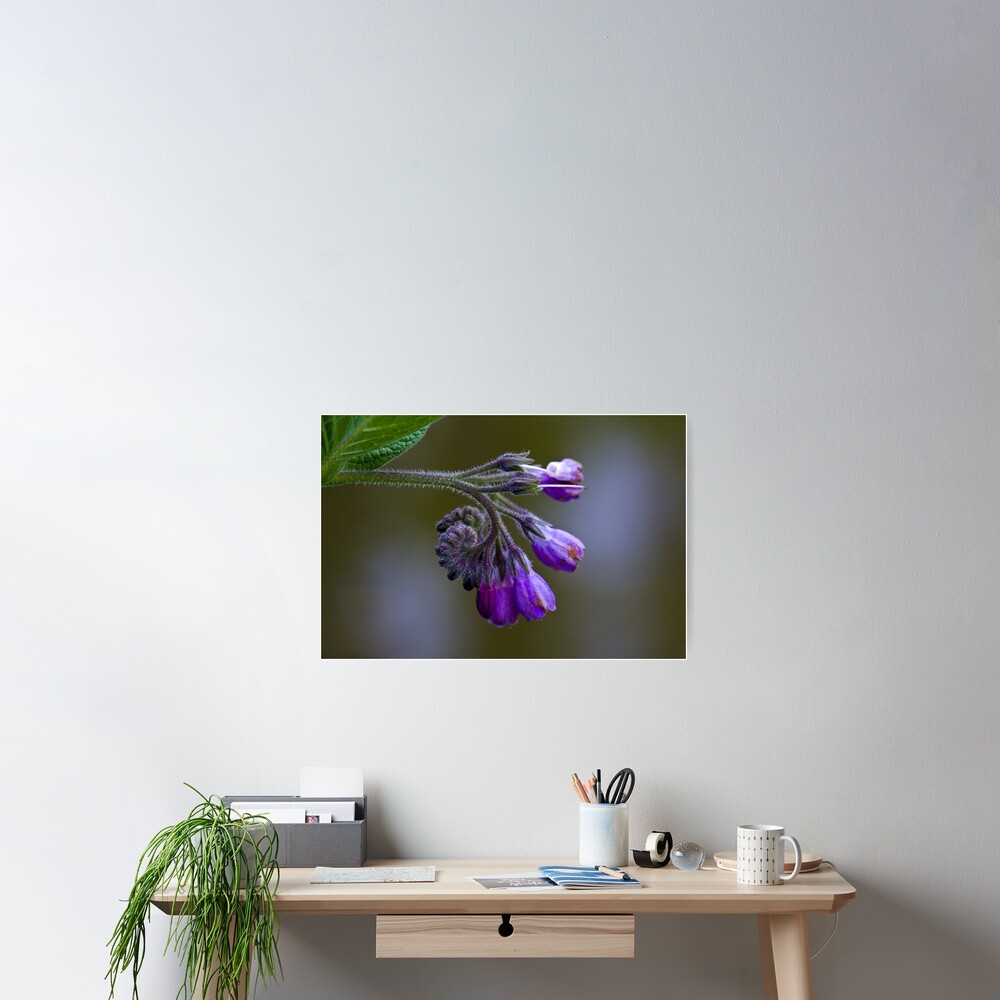 Common Comfrey (Symphytum officinale) Poster