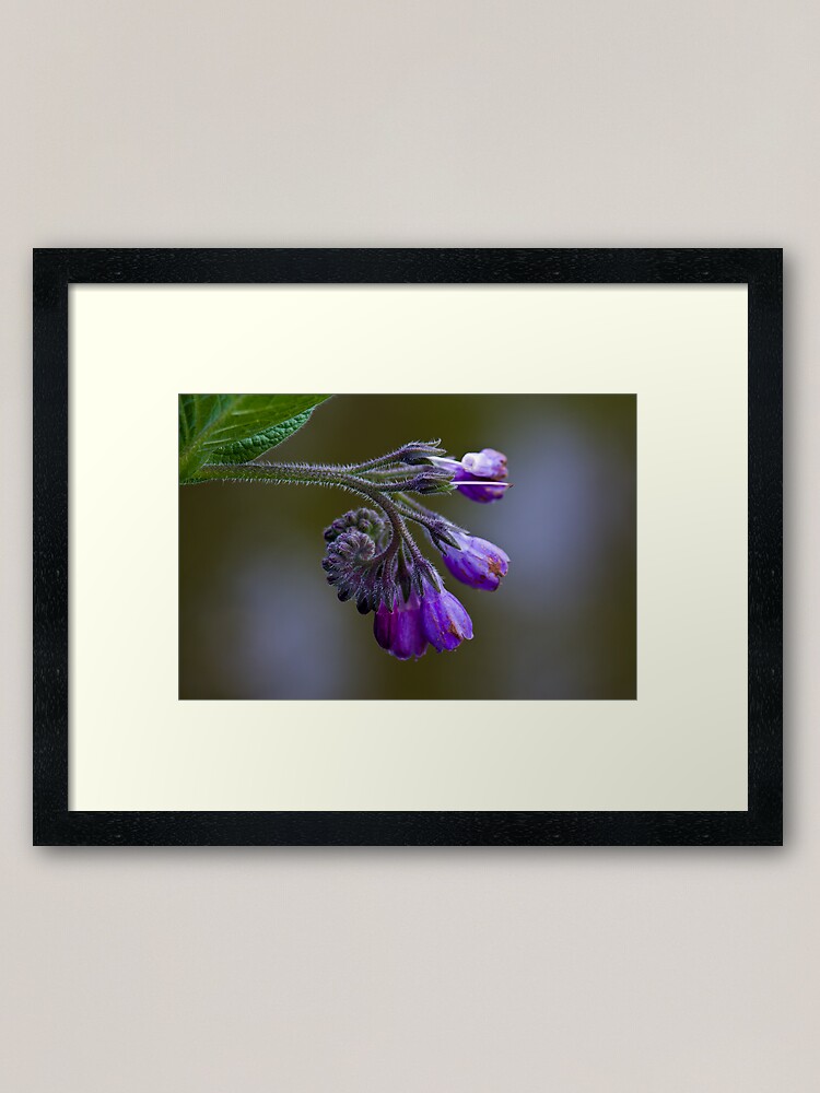 Alternate view of Common Comfrey (Symphytum officinale) Framed Art Print