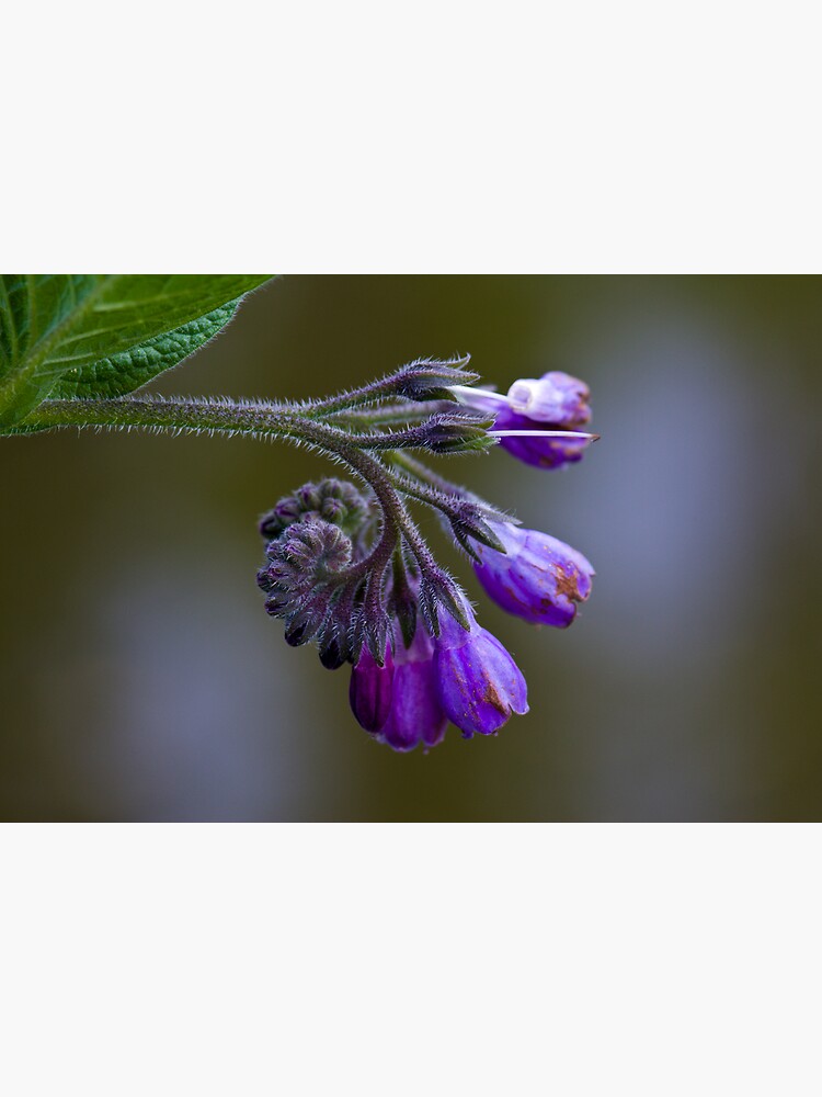 Common Comfrey (Symphytum officinale) by SteveChilton