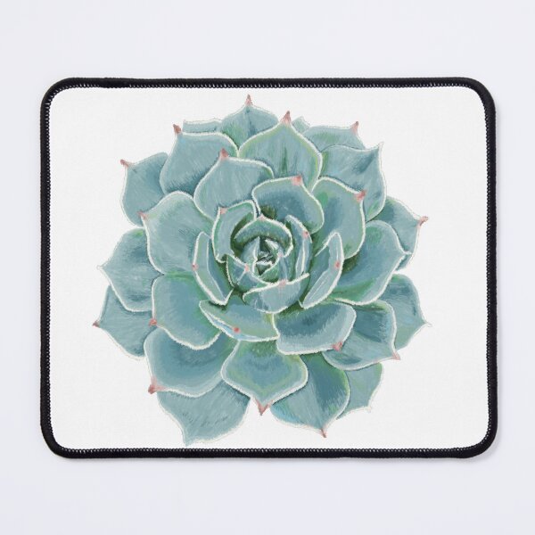 Item preview, Echeveria Allegra designed and sold by widmerbotanical.