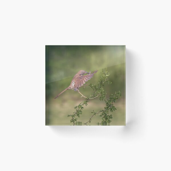 Item preview, Long Billed Thrasher Landing South Texas 2 designed and sold by PhotoArt by Joan Carroll.