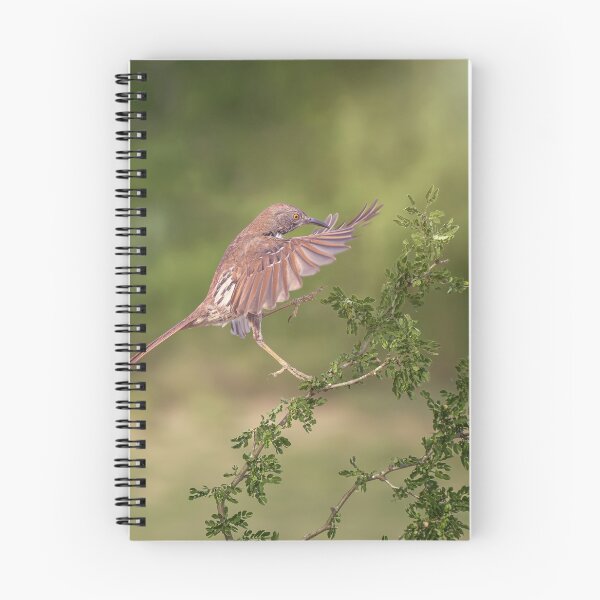 Item preview, Long Billed Thrasher Landing South Texas 2 designed and sold by PhotoArt by Joan Carroll.