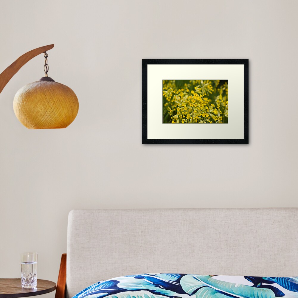 Cowslips (Primula veris) Framed Art Print