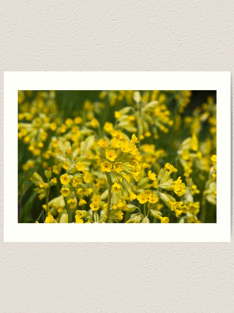 Alternate view of Cowslips (Primula veris) Art Print