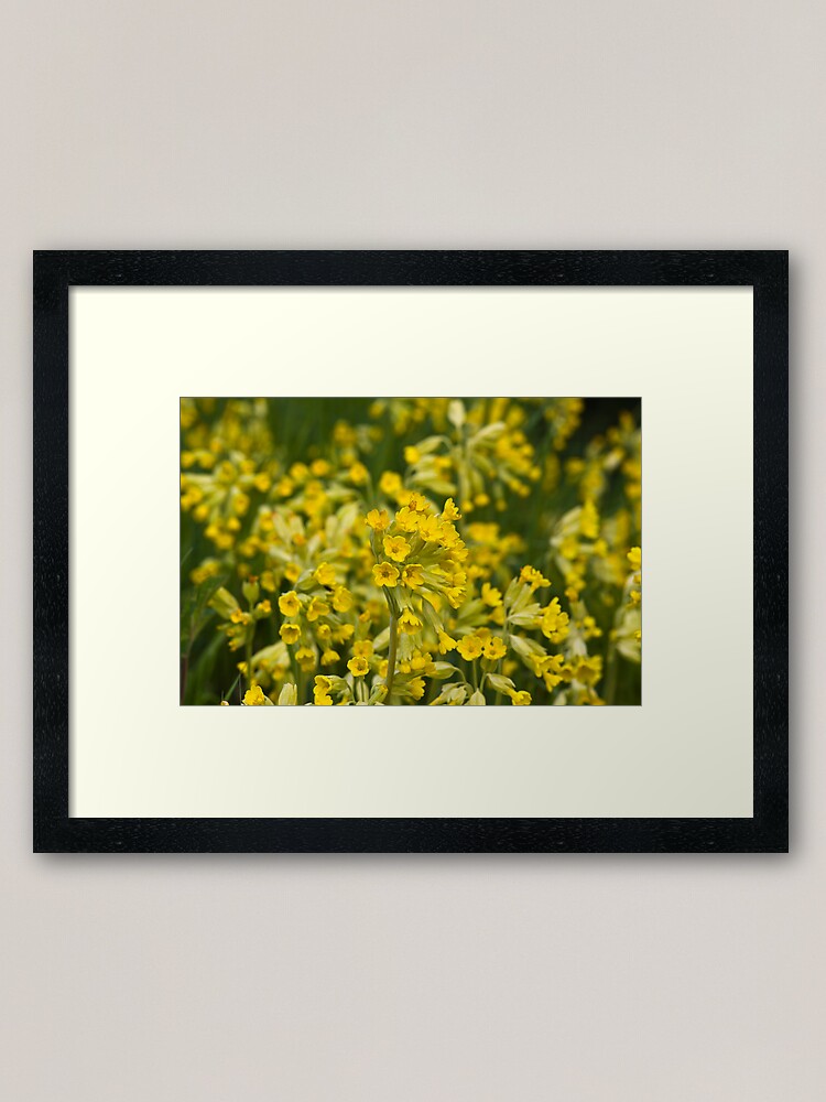 Alternate view of Cowslips (Primula veris) Framed Art Print