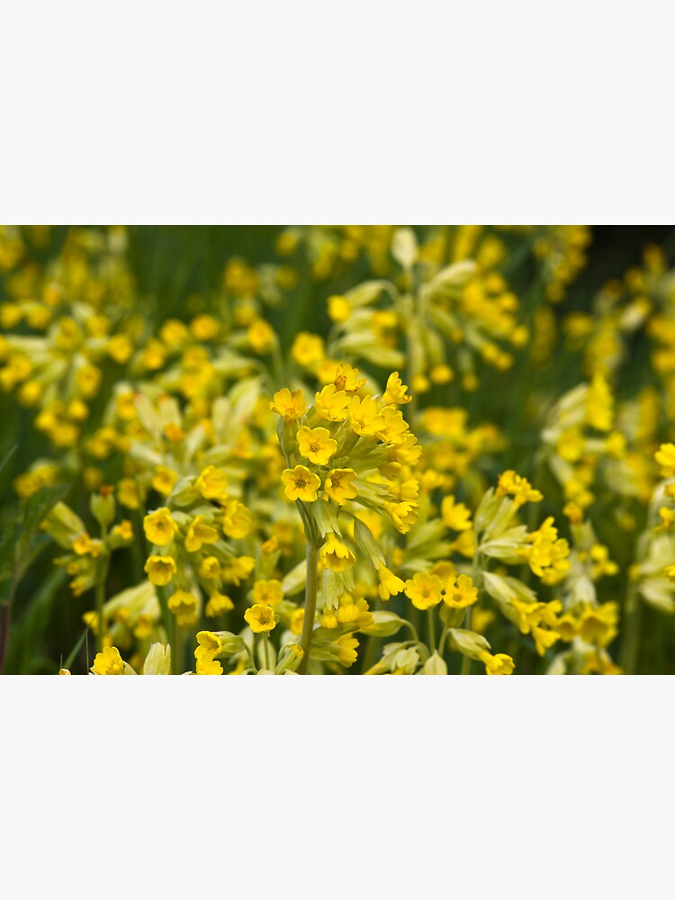 Cowslips (Primula veris) by SteveChilton