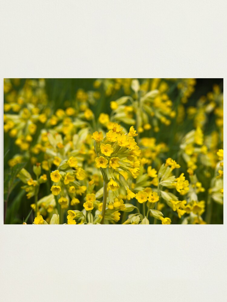 Alternate view of Cowslips (Primula veris) Photographic Print