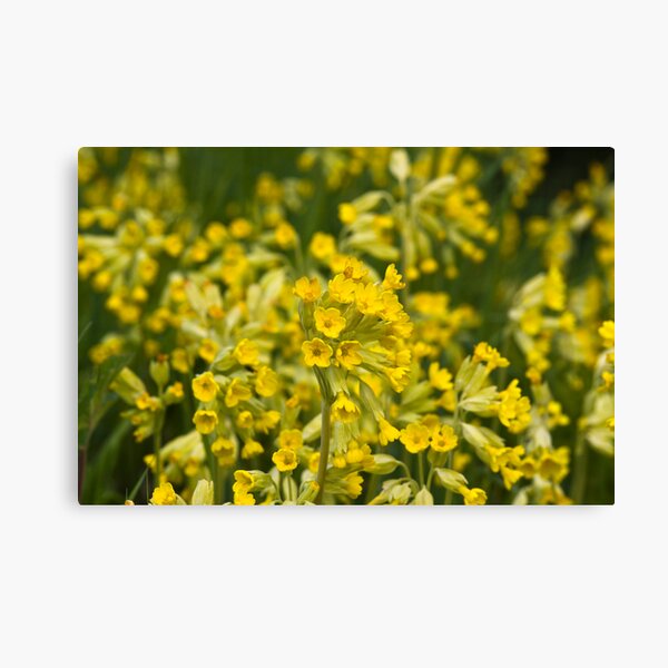 Cowslips (Primula veris) Canvas Print