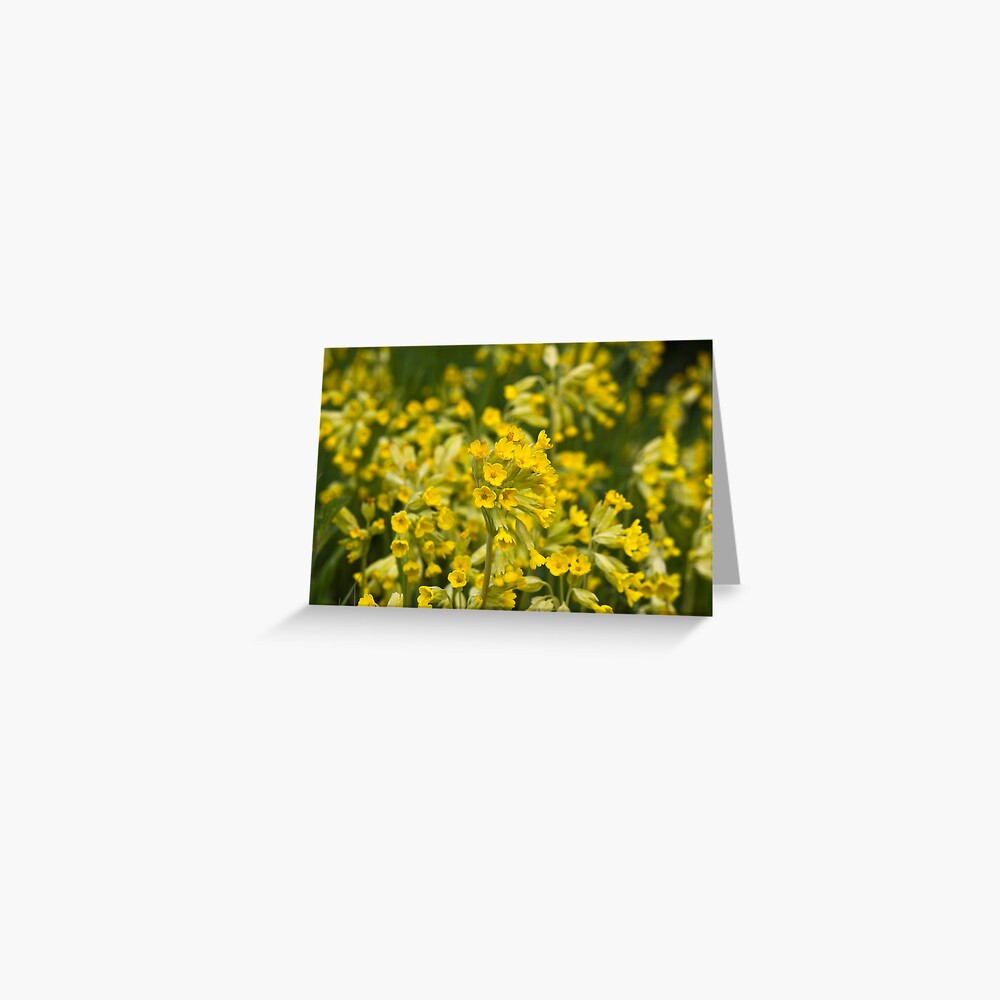 Cowslips (Primula veris) Greeting Card