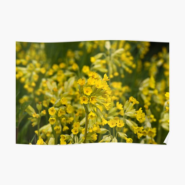 Cowslips (Primula veris) Poster