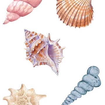 Artwork thumbnail, Shells by ciarameadows