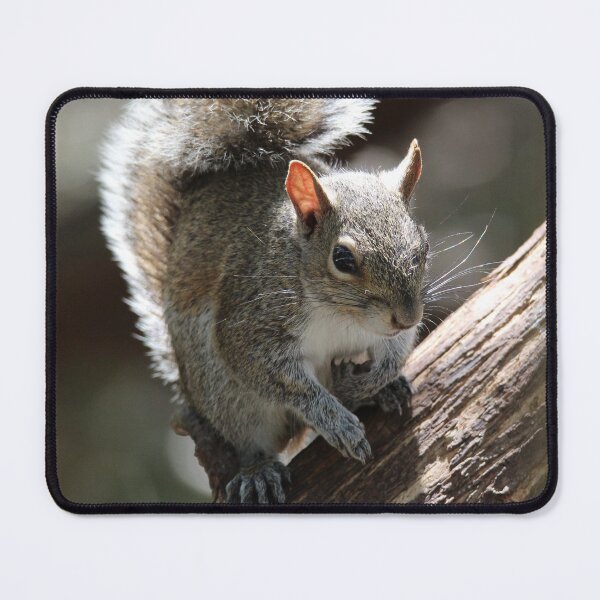 Item preview, Squirrel designed and sold by Ospreywithafish.