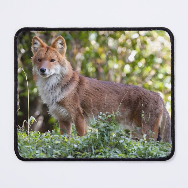 Item preview, Dhole in the Forest designed and sold by Ospreywithafish.