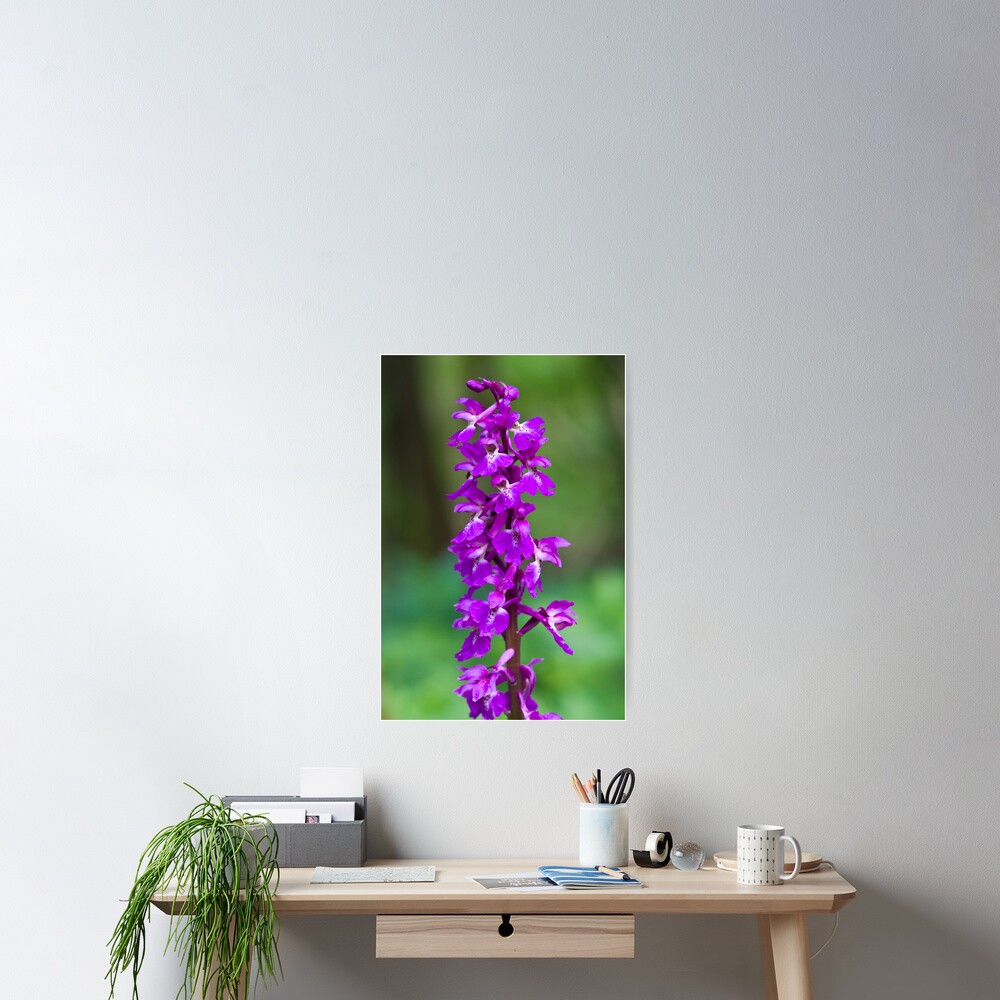 Early Purple Orchid (Orchis mascula) Poster