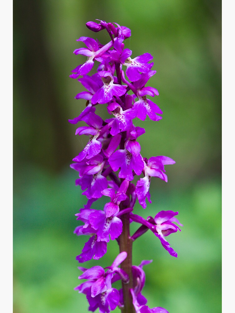 Early Purple Orchid (Orchis mascula) by SteveChilton