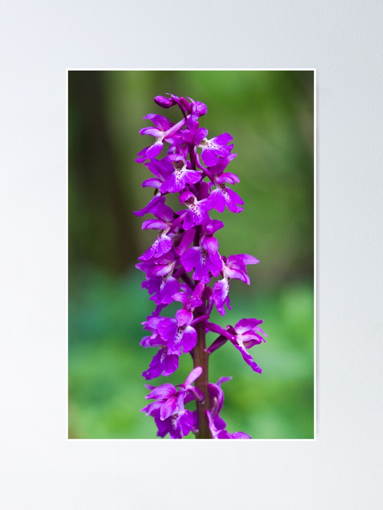 Alternate view of Early Purple Orchid (Orchis mascula) Poster