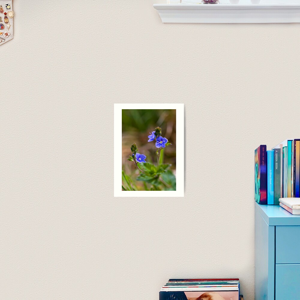 Germander Speedwell (Veronica chamaedrys) Art Print