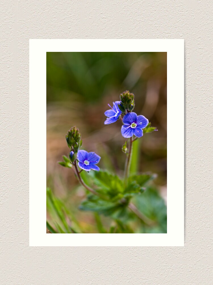Alternate view of Germander Speedwell (Veronica chamaedrys) Art Print