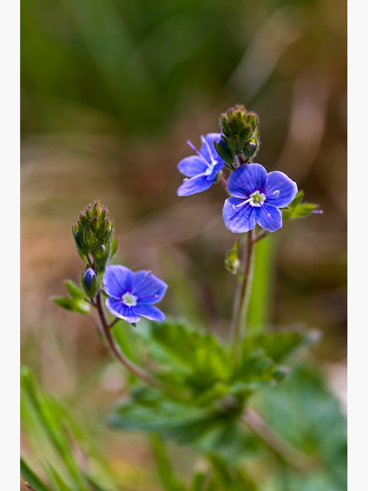 Germander Speedwell (Veronica chamaedrys) by SteveChilton