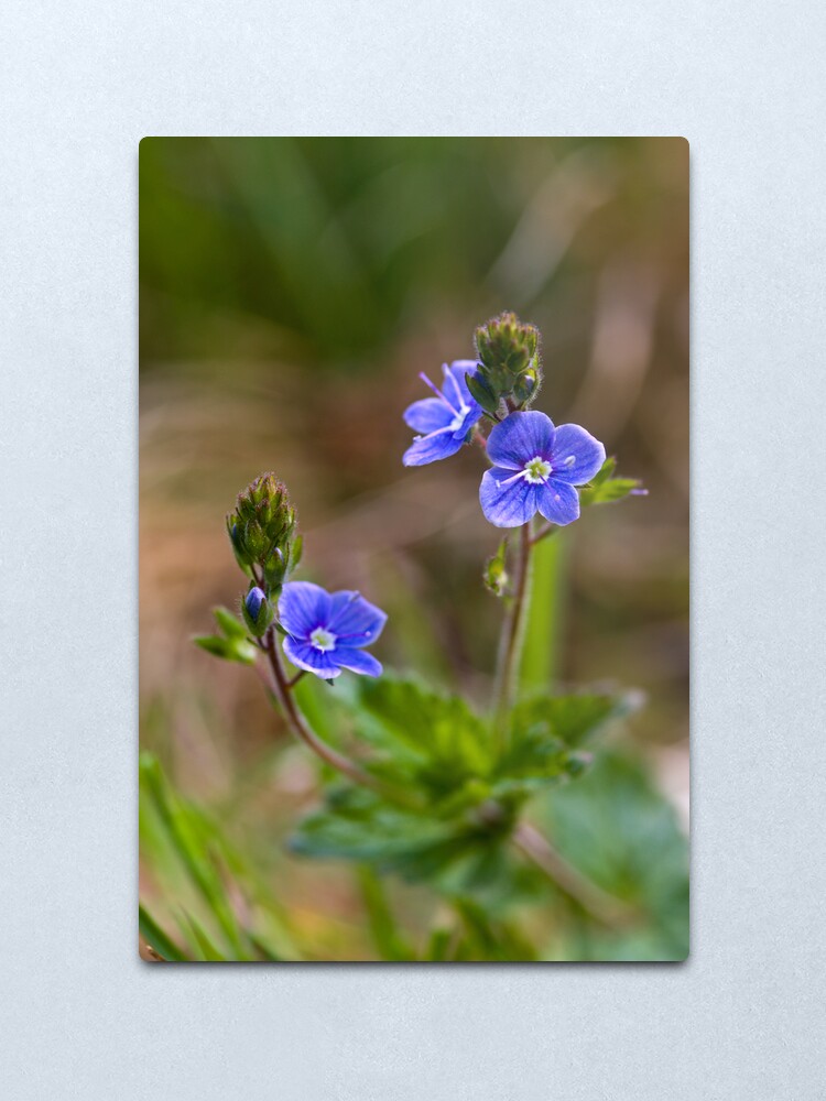 Alternate view of Germander Speedwell (Veronica chamaedrys) Metal Print
