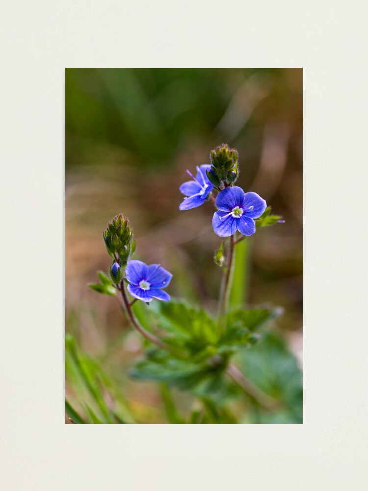 Alternate view of Germander Speedwell (Veronica chamaedrys) Photographic Print