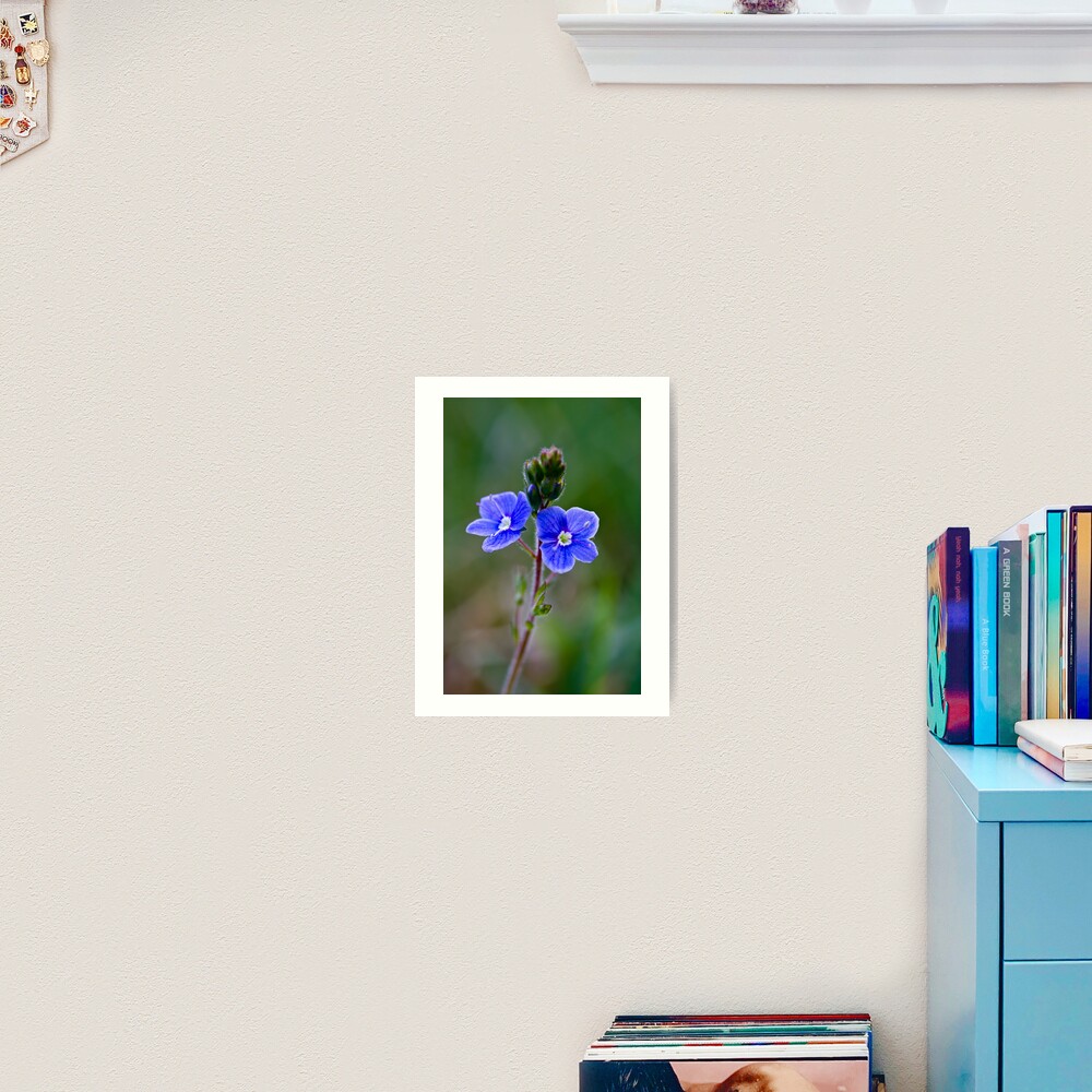 Germander Speedwell (Veronica chamaedrys) Art Print