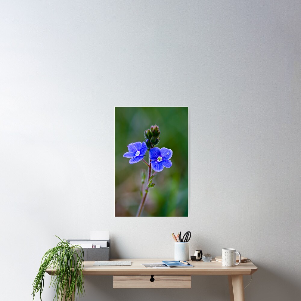 Germander Speedwell (Veronica chamaedrys) Poster