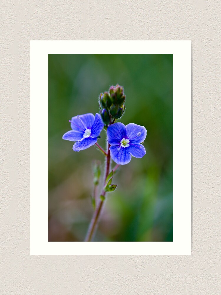 Alternate view of Germander Speedwell (Veronica chamaedrys) Art Print
