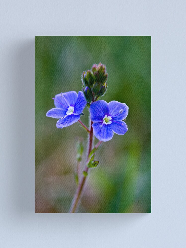 Alternate view of Germander Speedwell (Veronica chamaedrys) Canvas Print