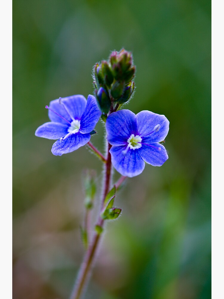 Germander Speedwell (Veronica chamaedrys) by SteveChilton