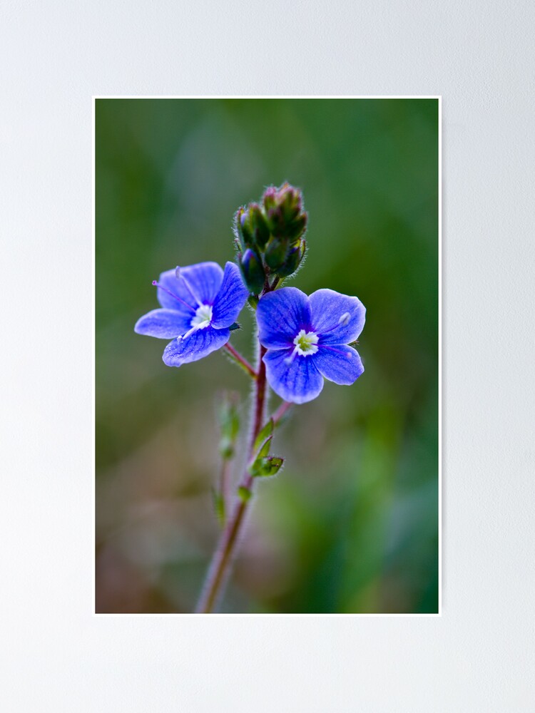 Alternate view of Germander Speedwell (Veronica chamaedrys) Poster