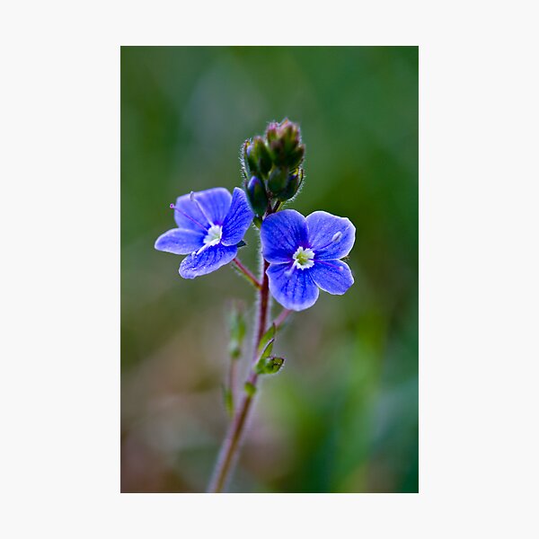 Germander Speedwell (Veronica chamaedrys) Photographic Print