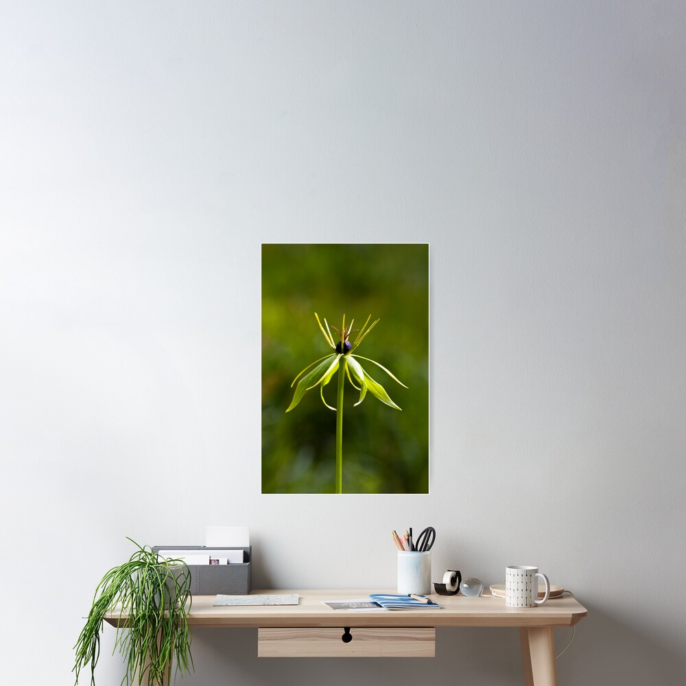 Herb Paris (Paris quadrifolia) Poster