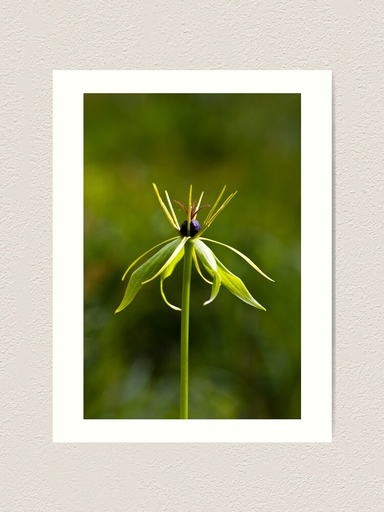 Alternate view of Herb Paris (Paris quadrifolia) Art Print